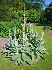 Common Mullein Seeds 4000 Seeds for Planting Verbascum thapsus The Great Mullein Greater Mullein - The Rike Inc