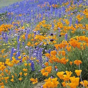 2500+ Seeds California Poppy Seeds - Golden Poppy Seeds - California Orange Poppy Wildflower Seeds - Eschscholzia californica Seeds Honey Bees Pollinators Heat Lover - The Rike Inc