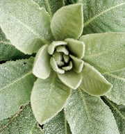Common Mullein Seeds 4000 Seeds for Planting Verbascum thapsus The Great Mullein Greater Mullein - The Rike Inc