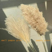 1500 Pampas Grass Seeds White Cortaderia Selloana Seeds Perennial Flowering ORNIMENTAL Grasses FEATHERY Blooms Wedding Holiday Festival Decor - The Rike Inc