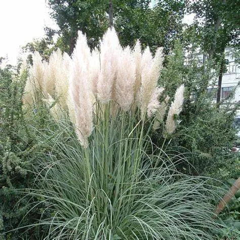 1500 Pampas Grass Seeds White Cortaderia Selloana Seeds Perennial Flowering ORNIMENTAL Grasses FEATHERY Blooms Wedding Holiday Festival Decor - The Rike Inc