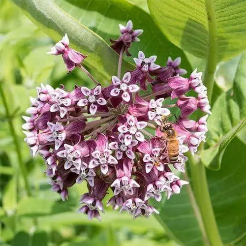 300 Seeds Milkweed Seeds - Help Save The Monarch Butterfly! (Asclepias Syriaca) - Asclepias Syriaca- Butterfly Flower- Silkweed - Silky Swallow-Wort- Virginia Silkweed Seeds - Butterfly Weed - The Rike Inc