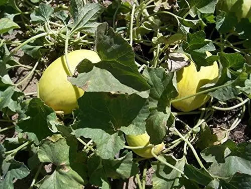 Honeydew Seeds 150 Seeds dua Gang Seeds Jumbo Honeydew Melon Seeds Organic Non-GMO Harvested in Illinois USA - The Rike Inc