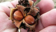 90 Seeds American Hazelnut Tree Seeds Filbert Corylus Americana Fruit Nut Seeds Semillas Graines - The Rike Inc