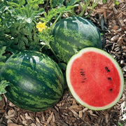 Sugar Baby Watermelon Seeds 150 Seeds Sweet Citrullus Lanatus Fruit Seeds Organic Non-GMO - The Rike Inc