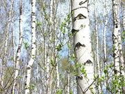 15 Birch Tree Seeds - European White Birch, Weeping Birch, or warty Birch - Seeds Non-GMO