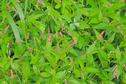 Lady's Thumb Seeds for Planting 400 Seeds Persicaria maculosa Polygonum Persicaria Jesusplant Redshank - The Rike Inc