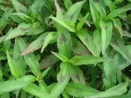 Lady's Thumb Seeds for Planting 400 Seeds Persicaria maculosa Polygonum Persicaria Jesusplant Redshank - The Rike Inc