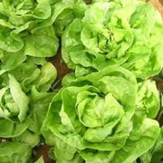3000 Crisphead Lettuce Seeds Iceberg, Loose-Leaf, and butterhead Lettuce Vegetable Seeds Organic Non-GMO - The Rike Inc