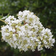 500 Seeds White Crape Myrtle Seeds for Planting Lagerstroemia Crepe Myrtle Tree Seeds Crape Myrtle Tree Seeds Crepe (Lagerstroemia Indica) Perennial Seeds - The Rike Inc