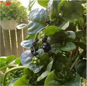 200 Red Malabar Spinach Seeds - Basella alba - Fresh Spinach Taste - The Rike Inc
