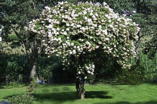 500 Seeds White Crape Myrtle Seeds for Planting Lagerstroemia Crepe Myrtle Tree Seeds Crape Myrtle Tree Seeds Crepe (Lagerstroemia Indica) Perennial Seeds - The Rike Inc