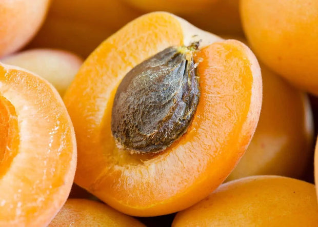 Premium Organic Bitter Raw Apricot Seeds Non-GMO Ideal for Planting Apricot Trees Nutritious Superfood - The Rike Inc