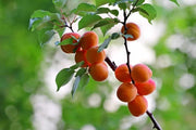 Premium Organic Bitter Raw Apricot Seeds Non-GMO Ideal for Planting Apricot Trees Nutritious Superfood - The Rike Inc