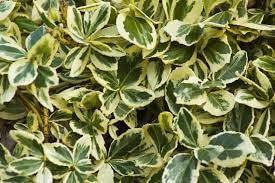 50 Seeds Silver King Euonymus Seeds - Euonymus japonicus Silver King Japanese Spindle Tree Euonymus japonicus Evergreen Spindle Seeds Non-GMO - The Rike Inc