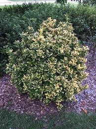 50 Seeds Silver King Euonymus Seeds - Euonymus japonicus Silver King Japanese Spindle Tree Euonymus japonicus Evergreen Spindle Seeds Non-GMO - The Rike Inc
