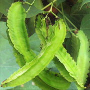 The Rike 30 Dragon Bean Vine Seeds Winged Beans Seeds Four Angled Bean or Manila Bean King Shire Winged Bean Asparagus Pea or Dau Rong Home - The Rike Inc
