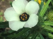 50 Seeds Hibiscus Trionum Flower-of-an-Hour Seeds for Planting Bladder Hibiscus Bladder Ketmia Bladder Weed Modesty Puarangi Shoofly Venice Mallow - The Rike Inc