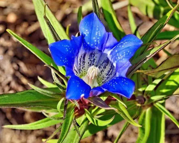50gr Dried Organic Gentian Root-Gentian Root, Blue Gentian Flower, Gentian Plants, Prairie Gentian, Purple Gentian, Closed Gentian, Gentian Blue Gentian - The Rike Inc