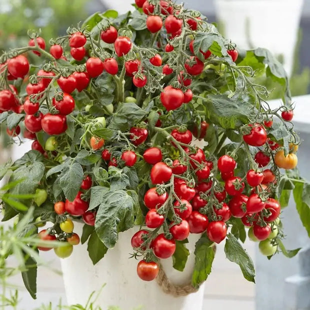 Mini red Tomato Seeds Non-GMO Solanum lycopersicum Fruit Garden Seeds - The Rike Inc
