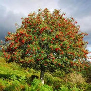 15 Rowan Tree Seeds Mountain-Ashes Non GMO Seeds - The Rike Inc