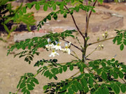 Moringa oleifera Seeds for Planting 200 Seeds Moringa drumstick Tree Horseradish Tree Ben Oil Tree benzolive Tree - The Rike Inc