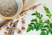 Moringa oleifera Seeds for Planting 200 Seeds Moringa drumstick Tree Horseradish Tree Ben Oil Tree benzolive Tree - The Rike Inc