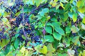 20 Frost Grape Seeds Riverbank Grape Seeds for Planting Vitis riparia Seeds Wild Grape Seeds, Porcelain Berry, Amur Peppervine, Creeper - The Rike Inc