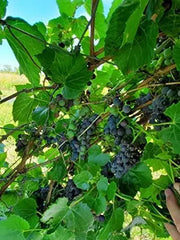 20 Frost Grape Seeds Riverbank Grape Seeds for Planting Vitis riparia Seeds Wild Grape Seeds, Porcelain Berry, Amur Peppervine, Creeper - The Rike Inc