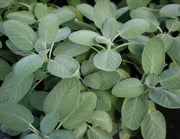 500 Seeds Sage Seeds Salvia Officinalis Common Sage- Broad Leaved Non-GMO Seeds - 98% Germination Rate - The Rike Inc