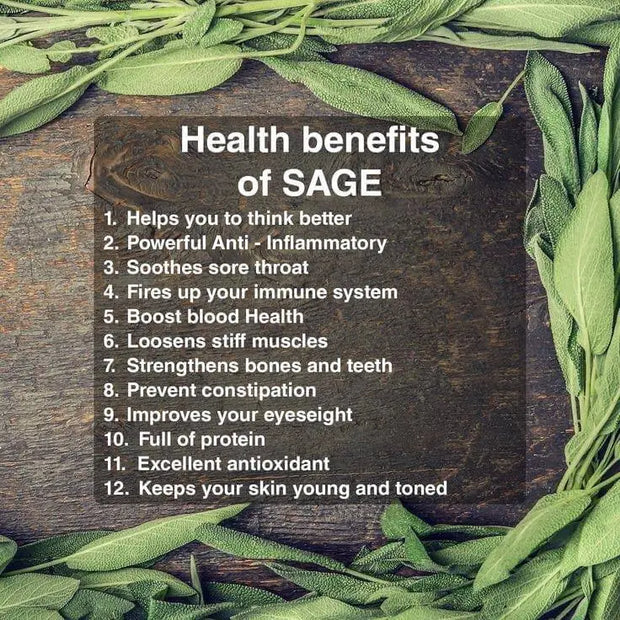 500 Seeds Sage Seeds Salvia Officinalis Common Sage- Broad Leaved Non-GMO Seeds - 98% Germination Rate - The Rike Inc
