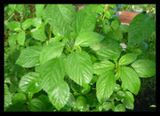 3000 Seeds Saluyot Seeds Egyptian Spinach Rau Day Molokhia Jute Seeds Non-GMO Grown in Ilinois USA - The Rike Inc