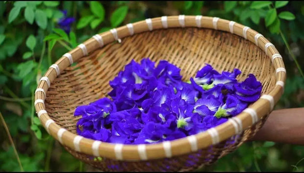 200 Butterfly Pea Flower Seeds - Local US, Blue Butterfly Pea Vine Seeds, Organic, Non GMO Seeds, (Clitoria Ternatea) Asian Pigeonwings -Tropical Vine Plant Seeds- Edible Flower Seeds 200 200 - The Rike Inc