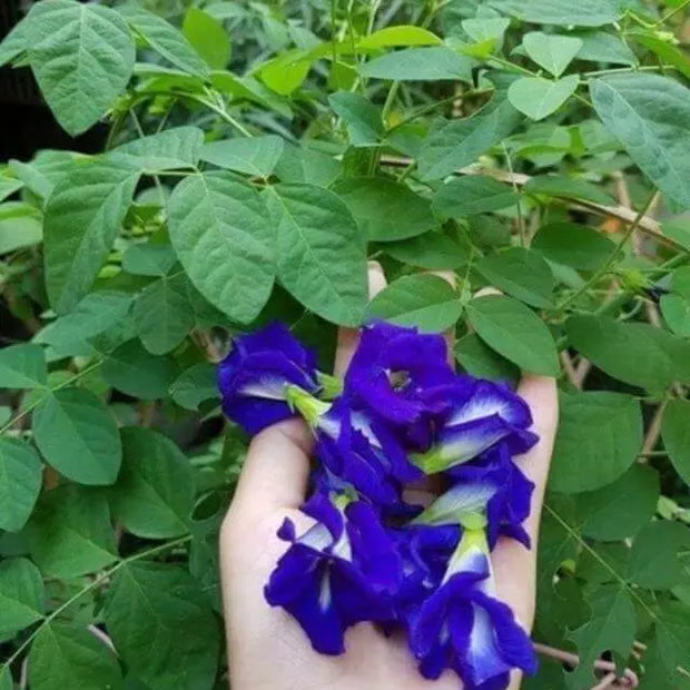200 Butterfly Pea Flower Seeds - Local US, Blue Butterfly Pea Vine Seeds, Organic, Non GMO Seeds, (Clitoria Ternatea) Asian Pigeonwings -Tropical Vine Plant Seeds- Edible Flower Seeds 200 200 - The Rike Inc