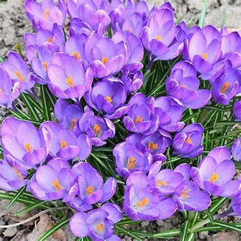 5 Bulbs -Saffron Crocus Bulbs Kashmiri Saffron Bulbs (Kesar Bulbs) - Crocus Sativus Corms Bulbs, Zafran Plant Bulbs for Planting Saffron Flower & Crocus Flower Plant - The Rike Inc