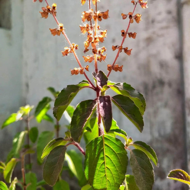 3000 Seeds - Holy Basil Seeds, Thai Basil or Tulsi Ocimum tenuiflorum Pollinator Plant Herb Seeds - Holy Basil Vegetable Seeds - Non-GMO Hung Que or Thai Basil Seeds for Planting - The Rike Inc