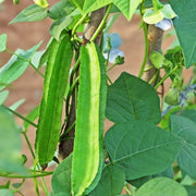 50 Seeds - Dragon Bean Seeds, Vine Seeds Winged Beans Seeds Four Angled Bean or Manila Bean King Shire Winged Bean Asparagus Pea or Dau Rong Home Gardening Seeds Vegetable Seeds - The Rike Inc