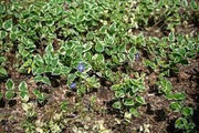 50 Bigleaf Periwinkle Flower Seeds for Planting Vinca Major Large Periwinkle Greater Periwinkle Blue Periwinkle - The Rike Inc