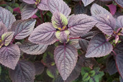 Shiso (紫蘇）Red Perilla (Perilla Frutescens) 1000 Seeds, Easy to Grow, (Og) Organic - The Rike Inc