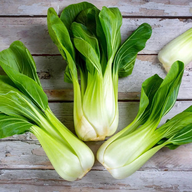 1500 Seeds - Green Bok Choy Seeds - Sweet Cabbage Salad Seeds for Planting Pok Choy bok Choi Chinese White Cabbage Chinese Cabbage | Vegetable Non-GMO Seeds & Easy to Grow - The Rike Inc