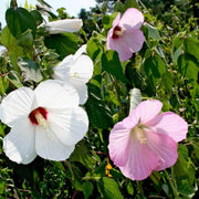 500 Seeds - Swamp Rose Mallow Seeds (Hibiscus moscheutos) | for Planting Ballet Slippers, Southern Belle - White Luna Red Seeds to Grow Marsh Hibiscus, Crimson-Eyed Rose Mallow Flower for Garden - The Rike Inc