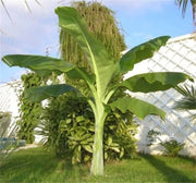 5 Seeds - Abyssinian Banana Seeds, Exotic Musa Ensete Ventricosum Green Snow Banana, Ensete Maurelii - Rare Cold Hardy Tropical Banana, Ornamental Banana Large Seeds for Patio, Lawn & Garden - The Rike Inc