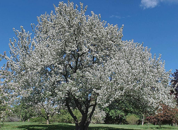 Siberian Crab Apple Seeds 10 Seeds for Planting Siberian Crab Manchurian Crab Apple Malus baccata Tree Seeds (Fragrant, Hardy Bonsai Tree Seeds) - The Rike Inc