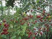 Siberian Crab Apple Seeds 10 Seeds for Planting Siberian Crab Manchurian Crab Apple Malus baccata Tree Seeds (Fragrant, Hardy Bonsai Tree Seeds) - The Rike Inc