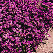 2000 Seeds Saxifraga Rose Seeds Robe Seeds Purple Saxifraga Robe Flower Seeds saxifrages rockfoils Mossy Saxifrage Purple Robe Seeds for Planting - The Rike Inc