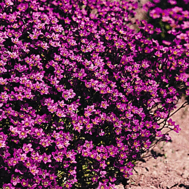 2000 Seeds Saxifraga Rose Seeds Robe Seeds Purple Saxifraga Robe Flower Seeds saxifrages rockfoils Mossy Saxifrage Purple Robe Seeds for Planting - The Rike Inc