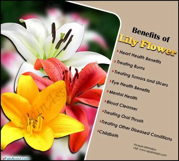 50 gram Dried Lily Flower Tea Lilies petal Orange Herbal Tea Organic Apothecary herb