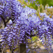  Chinese Blue Wisteria Sinensis Tree Seeds | Chinese Climbing Lilac Wisteria Seeds for Planting 