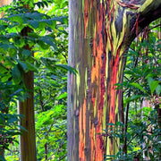 100 Seeds - Rainbow Eucalyptus Tree Seeds (Eucalyptus deglupta) | Indonesian Gum Mindanao Binacag Sarassa - Technicolor Striped Painted Bark Eucalyptus Seeds - Mindanao Gum Tree for Planting