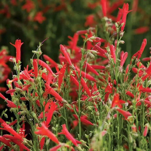 600 Seeds - Red Penstemon Flowers Seeds (Firecracker Penstemon) | Scarlet Penstemon or Red Penstemon Barbatus for Planting | Winecup Foxglove Hummingbird Penstemon Seeds - The Rike - The Rike Inc